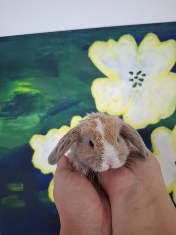 Adorable Mini Lop Bunnies