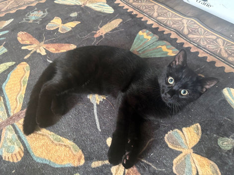 Beautiful black cat with full set up