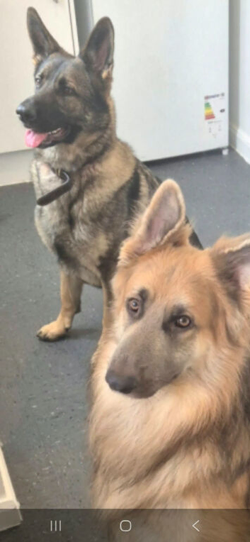 German shepherd pure bread pups