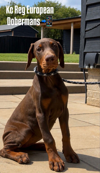 European Dobermans