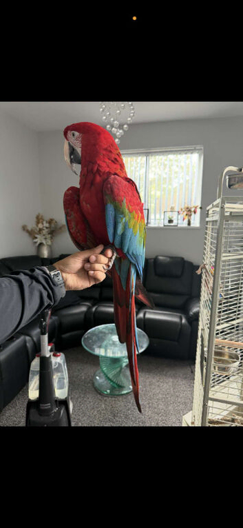 Macaw for sale