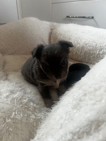 Baby girl chihuahua