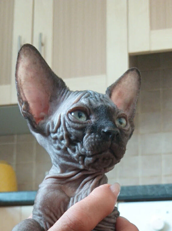 canadian sphynx
