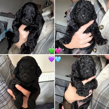 Beautiful black F2 Labradoodles