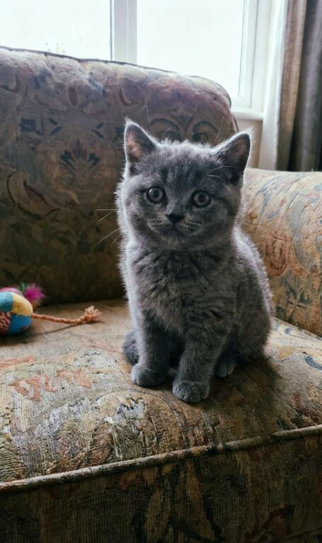 Stunning Russian Blue Type Kitten &ndash; Reserve Now (Ready in 4 Weeks)