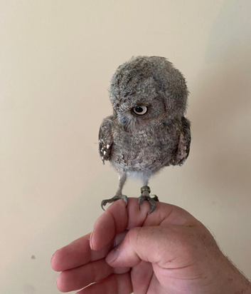 European scops proven and this years young