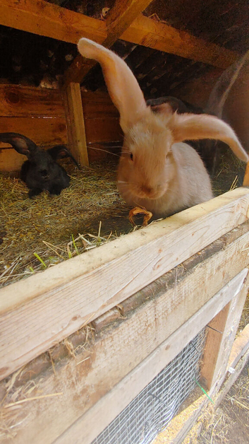 2 rabbits for sale mixed with continental