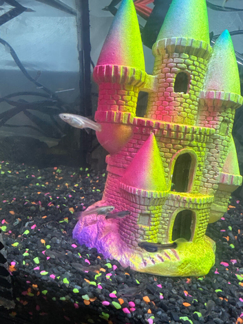 Guppies 6 weeks old &pound;1 each