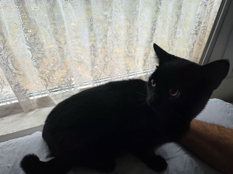 Kitten
