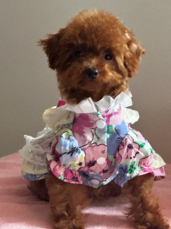 Asian tiny poodle  girl 10month
