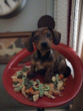 Jackhound Puppies