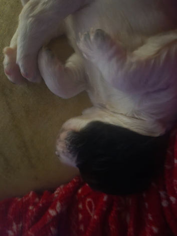 English springer spaniel