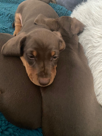 Miniature dachshund