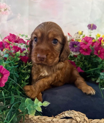 English Cocker Spaniel