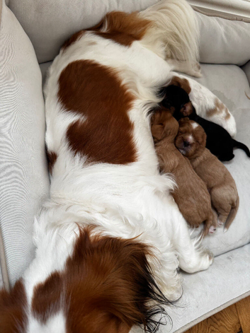 Cavalier King Charles spaniel puppies health tested parents