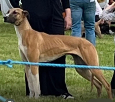 Lurcher pups