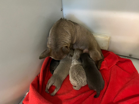 Lilac and blue chihuahua puppies