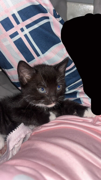 Black kitten