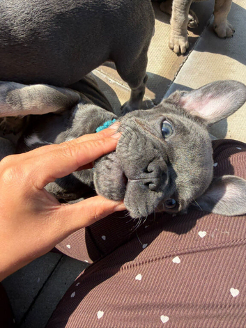 Frenchie for sell