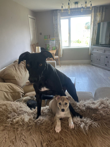 Lurcher x husky puppies for sale