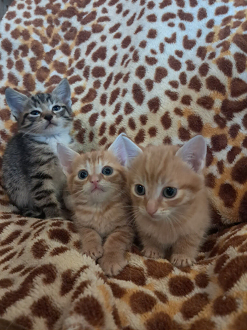 Gorgeous kittens