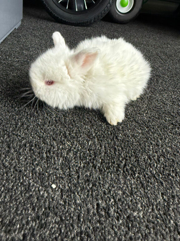 Rabbits