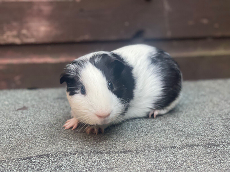 3 Guinea pig Boars