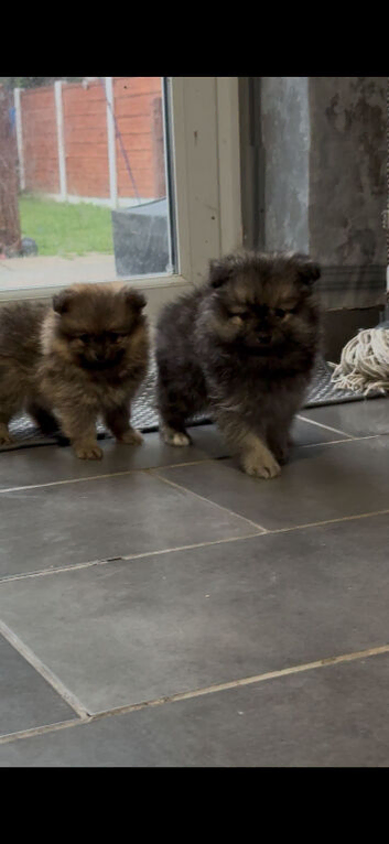 Gorgeous Pomeranian puppies for sale
