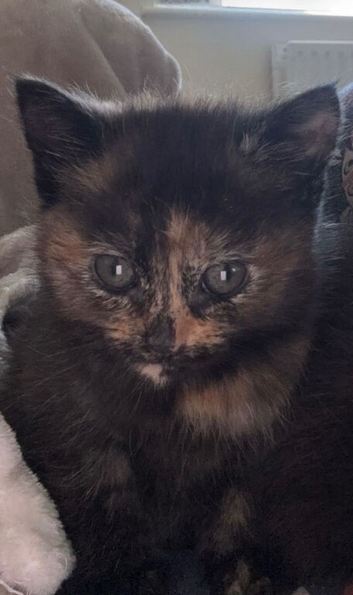 2 female kittens