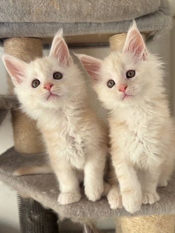 Stunning litter of Maine coon babies