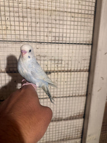 Budgies for sale