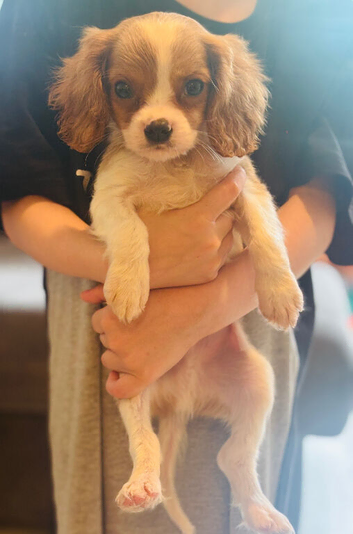 Cavalier King Charles