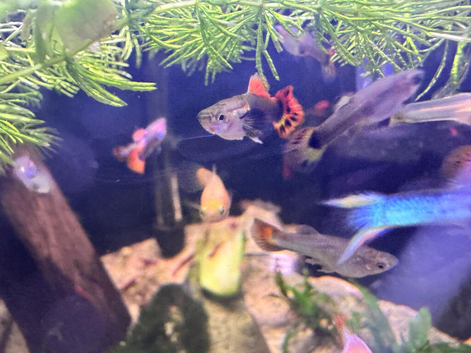 Guppies,platys,bronze corys