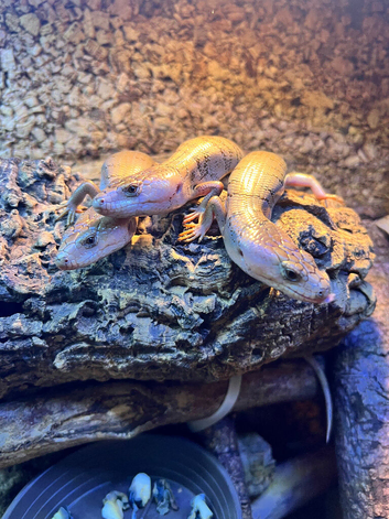 CB25 6x Pink tongue skinks( Cyclodomorphus gerrardi)