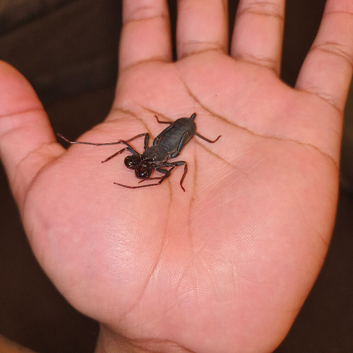 Thai Vinegaroon