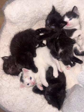 5 beautiful fluffy kittens 3 girl 2 boys