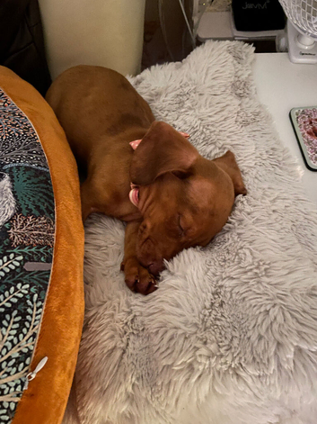 Dachshund for re homing