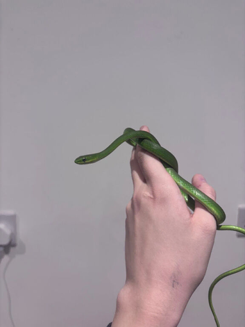 WC Rough Green Snakes