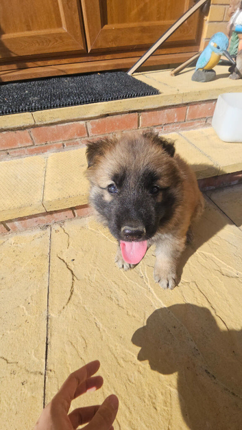 Male KC Registered German Shepherd Puppy Available