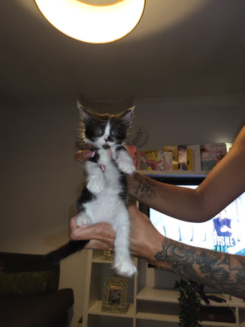 6 beautiful long haired kittens