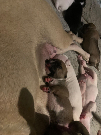 Staffy puppies for sale