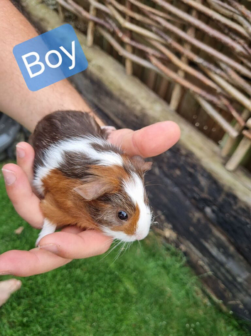 Three Baby Boy Guinea Pigs