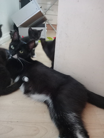 Kittens for sale