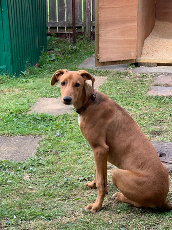 Lurcher for sale