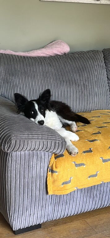 Border collie make pup 7 months