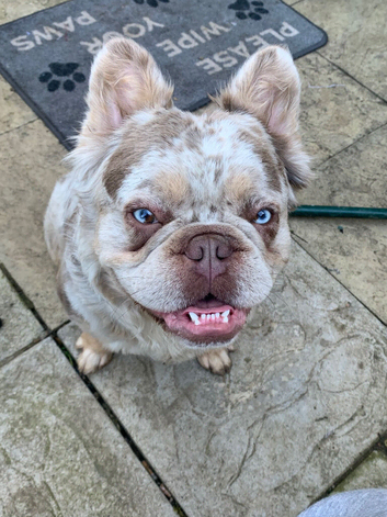 Fluffy French bull dog for sale