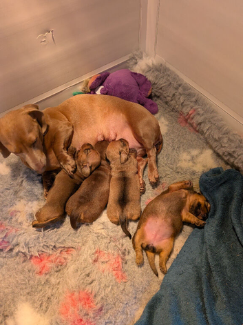 Beautiful Miniature Dachshunds
