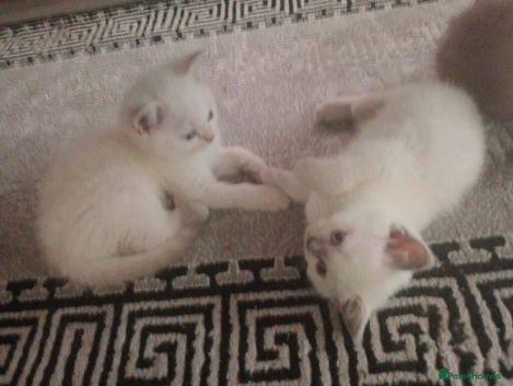 Kittens Ready To Go
