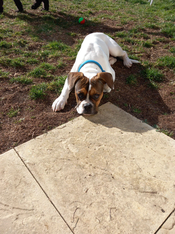 6 month old French bulldog/bulldog mix