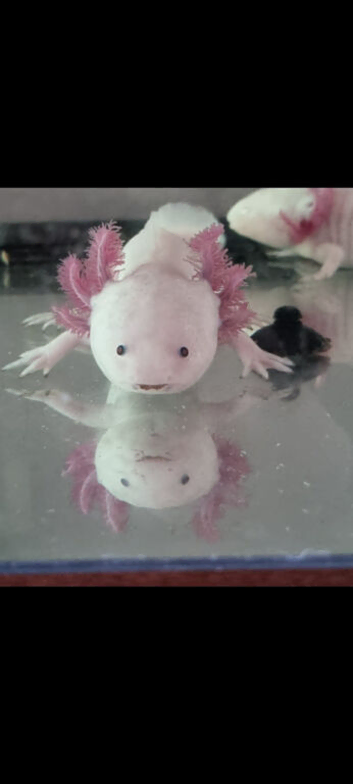 Axolotls